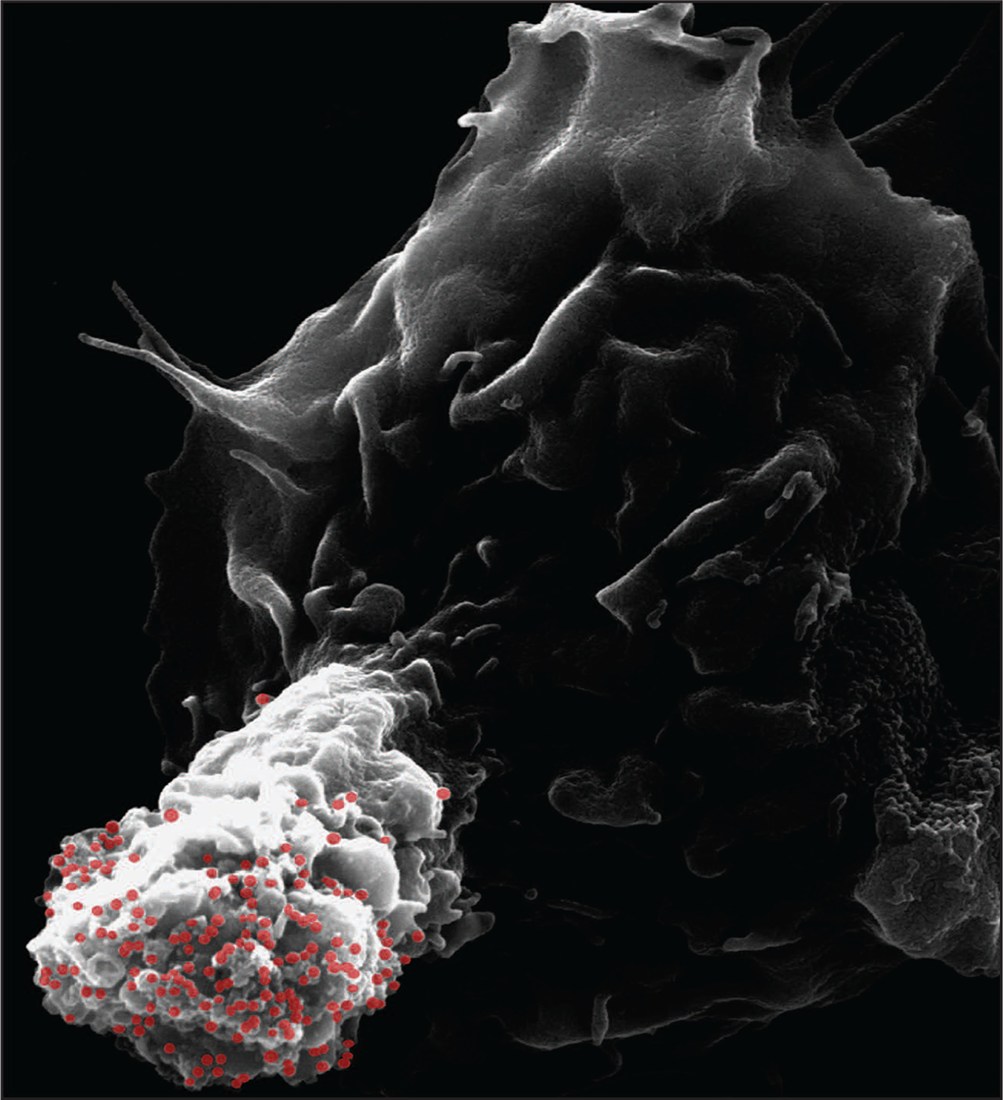 Supplied Journal of Virology publication image